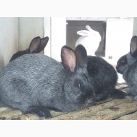 Кролики-акселерати білий панон