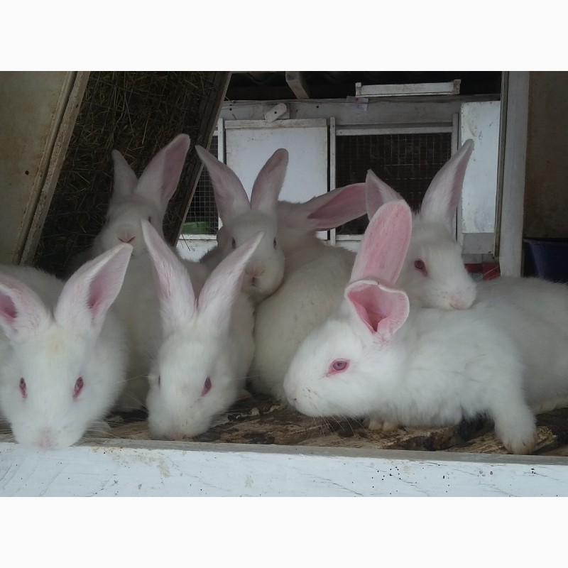 Фото 5. Кролики-акселерати білий панон