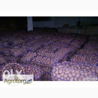 Продажа картофеля со склада в Днепропетровске