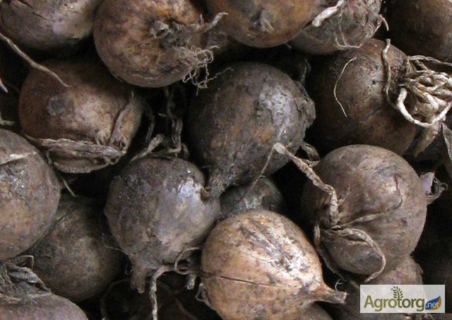 Озимий чеснок заказы на семена чеснока урожая 2022 год