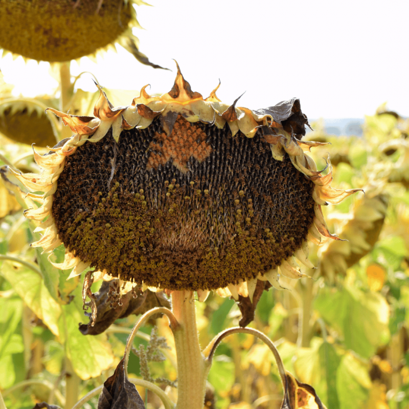 Фото 3. Насіння гранстаростійких гібридів соняшника