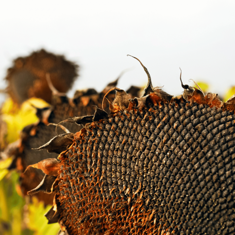 Фото 5. Насіння гранстаростійких гібридів соняшника