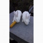 Продам кролів Білий панон