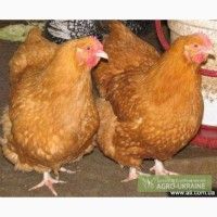 Инкубационные яйца бройлера и мясо-яичных пород курей