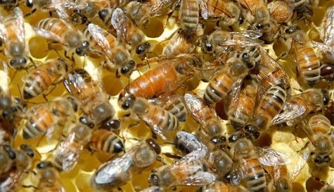 Неплодные пчеломатки, неплодки, пчелиные матки