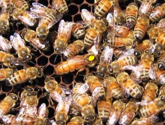 Фото 3. Неплодные пчеломатки, неплодки, пчелиные матки