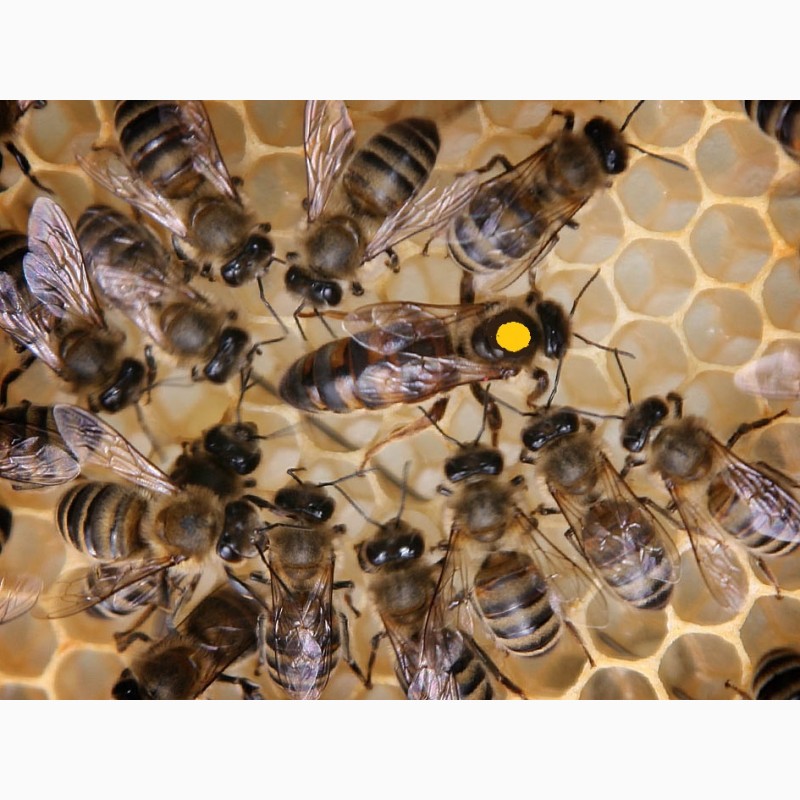 Фото 4. Неплодные пчеломатки, неплодки, пчелиные матки