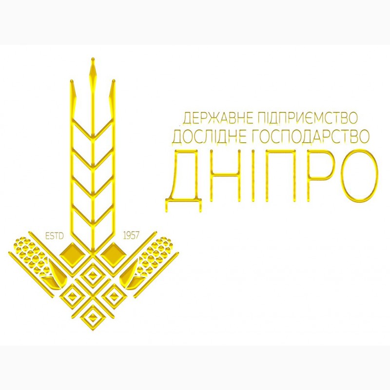 Фото 5. Безоста сильна пшениця Мелодія одеська - для інтенсивної технології вирощування