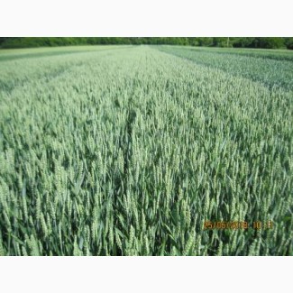 Безоста сильна пшениця Мелодія одеська - для інтенсивної технології вирощування