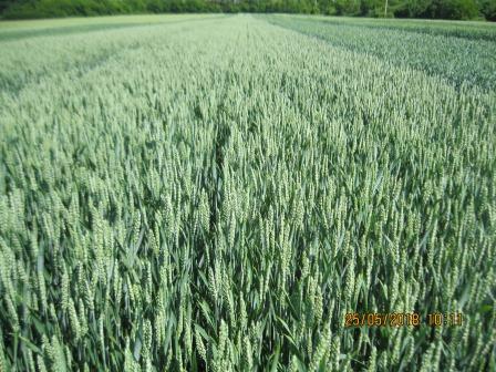 Безоста сильна пшениця Мелодія одеська - для інтенсивної технології вирощування