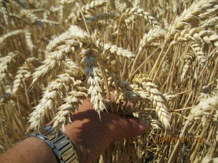 Фото 3. Безоста сильна пшениця Мелодія одеська - для інтенсивної технології вирощування