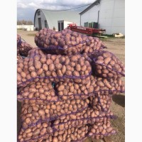 Продам оптом картофель сорта Лабелла, Эволюшн, Ривьера, Аризона, Херсонская обл