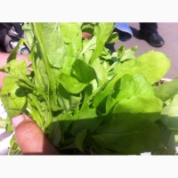 Продам зелень: руколу, салат
