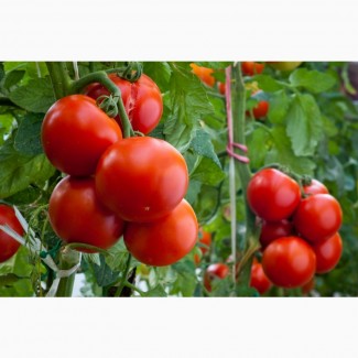 Насіння томату Красний дар
