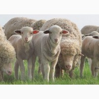 Овцы бараны породы меринос на экспорт