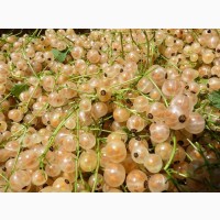 Саженцы малины ремонтантной (урожай 2 раза в год)