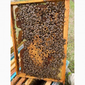 Пчелопакеты Карпатка 4 Рамки Росплода Доставка