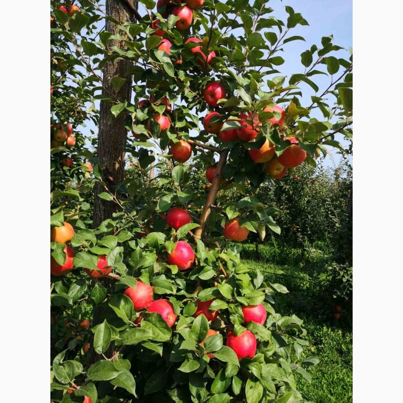 Фото 3. Продаємо гарні та смачні яблука врожаю 2021