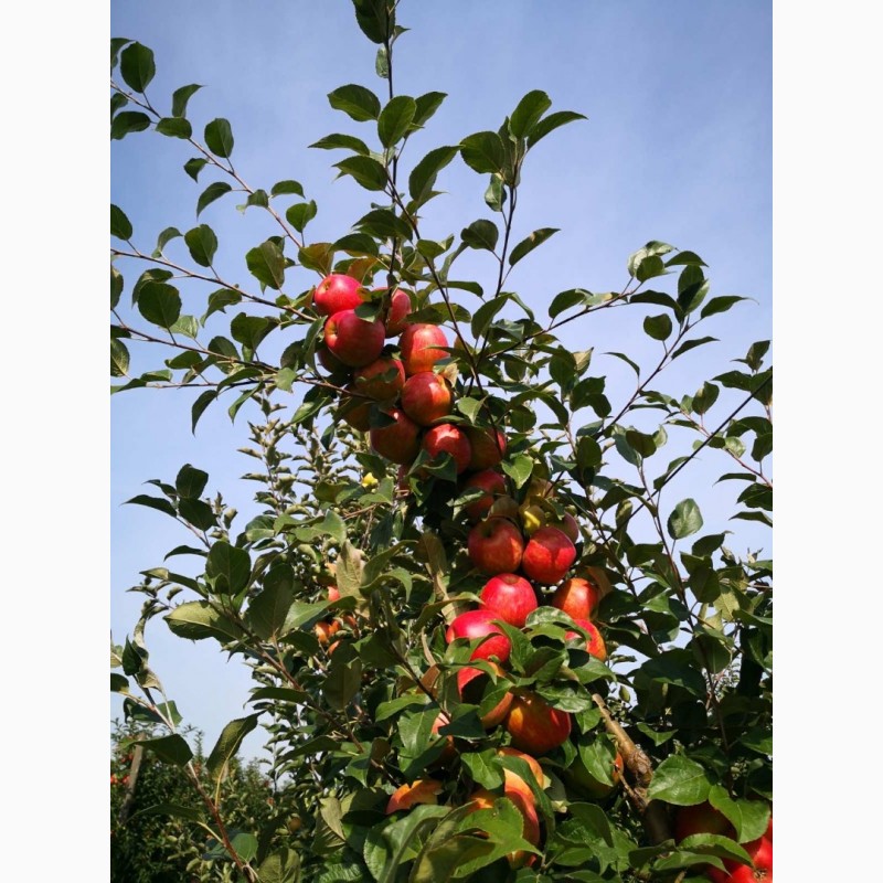 Фото 5. Продаємо гарні та смачні яблука врожаю 2021