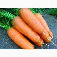 Продам семена моркови Курода Шантане