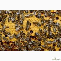 Продам бджоли (пчёлы, бджолопакети).Українська рамка. Поліської породи