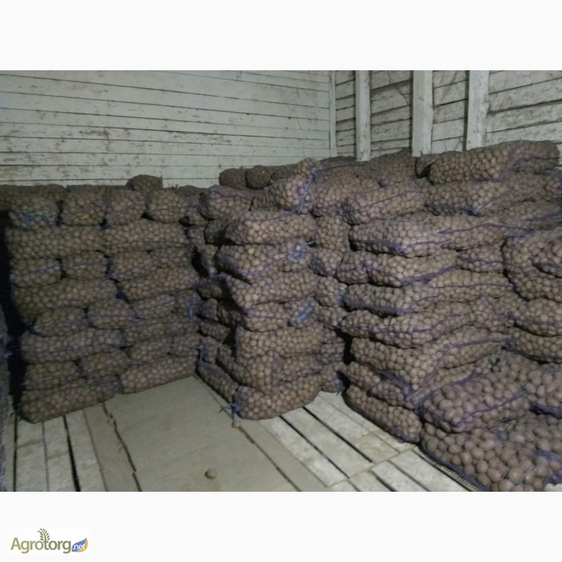 Фото 2. Продам семенной картофель сорт Бела Роса, Альвара
