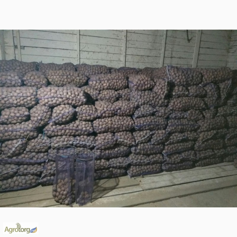 Фото 3. Продам семенной картофель сорт Бела Роса, Альвара