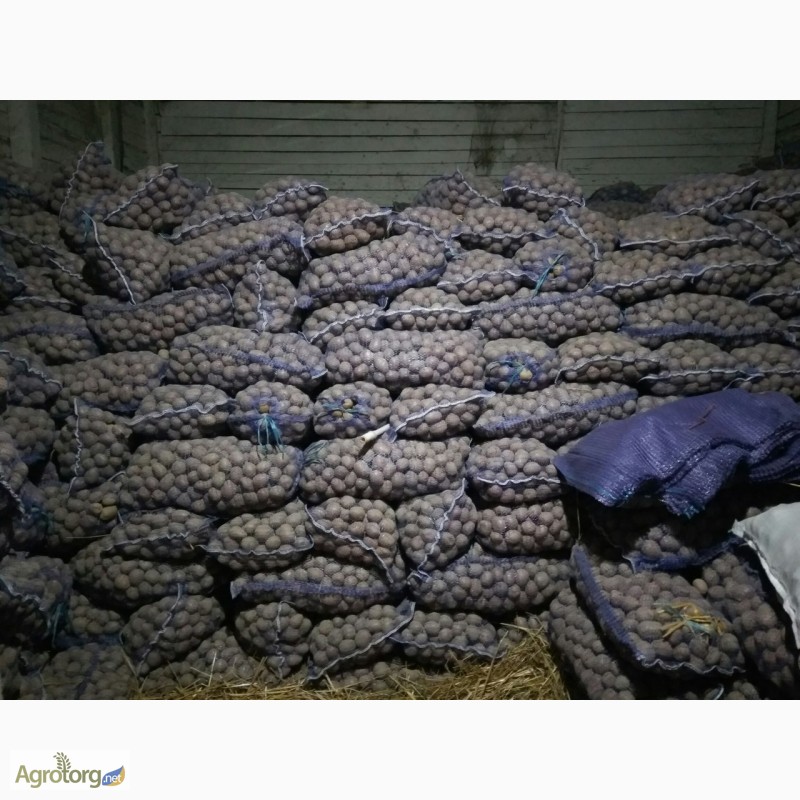 Фото 4. Продам семенной картофель сорт Бела Роса, Альвара
