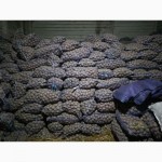 Продам семенной картофель сорт Бела Роса, Альвара