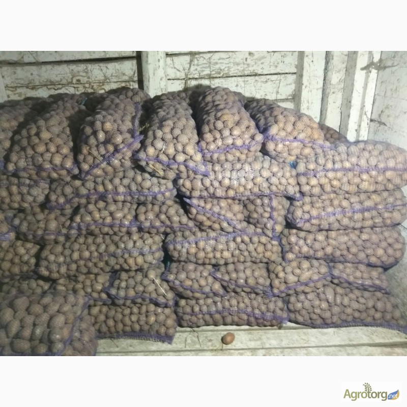 Фото 6. Продам семенной картофель сорт Бела Роса, Альвара
