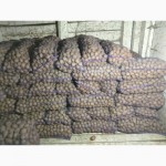Продам семенной картофель сорт Бела Роса, Альвара
