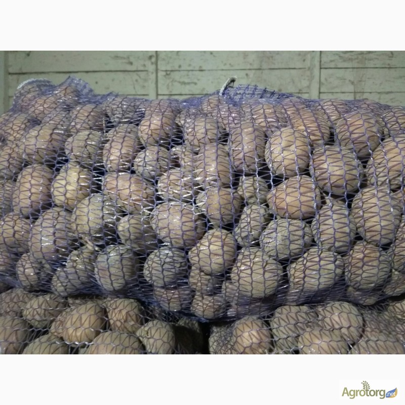Фото 7. Продам семенной картофель сорт Бела Роса, Альвара
