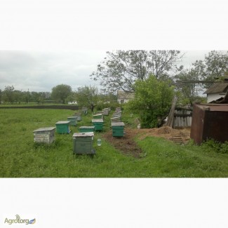 Пчелосемьи с медом в ульях лежак