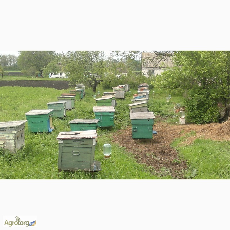 Фото 2. Пчелосемьи с медом в ульях лежак