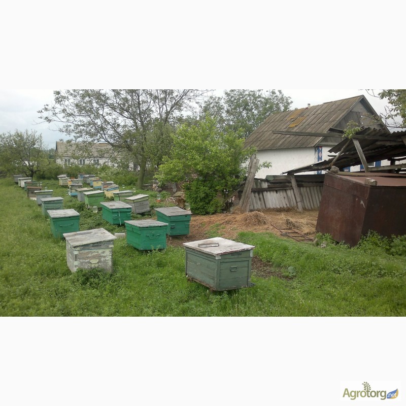 Фото 3. Пчелосемьи с медом в ульях лежак