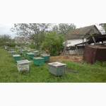 Пчелосемьи с медом в ульях лежак