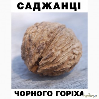 Саджанці чорного горіху. До 3х метрів в висоту