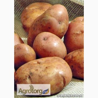 Купуйте насіннєву картоплю від ФХ «Царіцино» (Черкаси)
