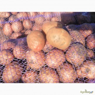 Продам картошку картофель картоплю Беллароза ОПТ