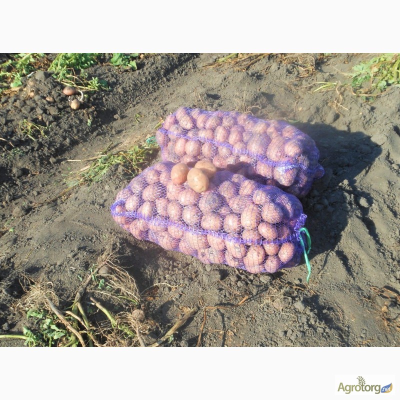 Фото 10. Продам картошку картофель картоплю Беллароза ОПТ