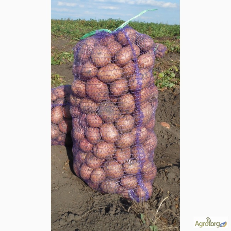 Фото 4. Продам картошку картофель картоплю Беллароза ОПТ
