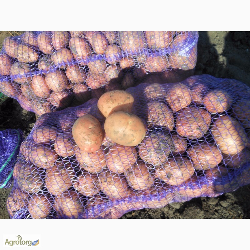 Фото 8. Продам картошку картофель картоплю Беллароза ОПТ