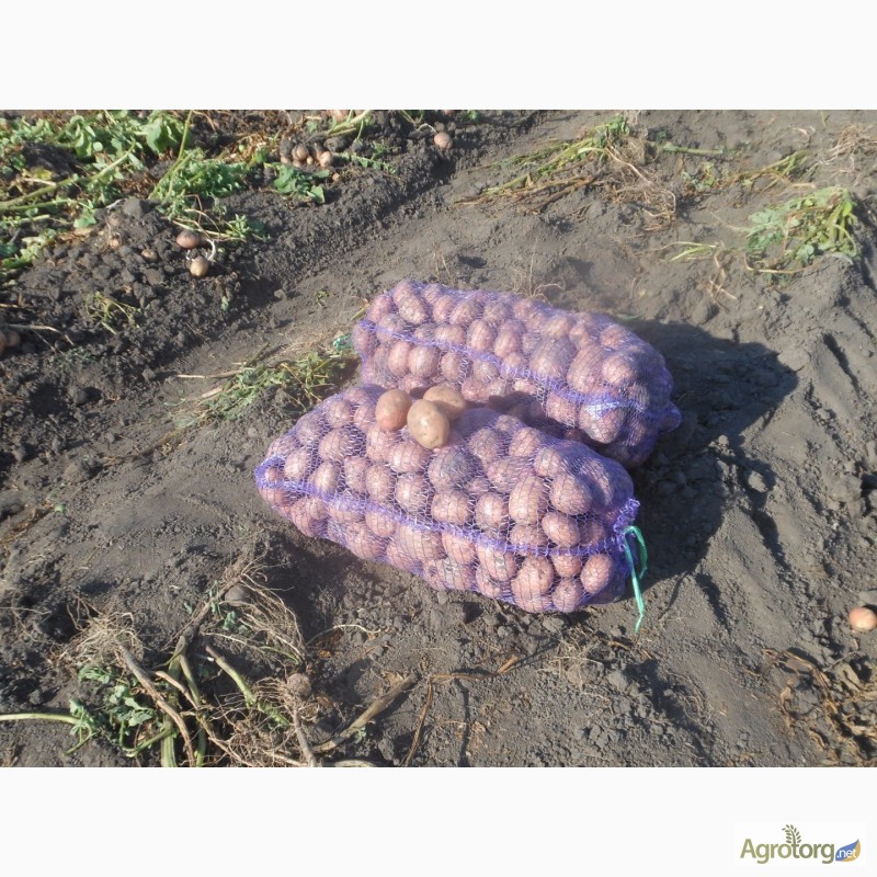 Фото 9. Продам картошку картофель картоплю Беллароза ОПТ