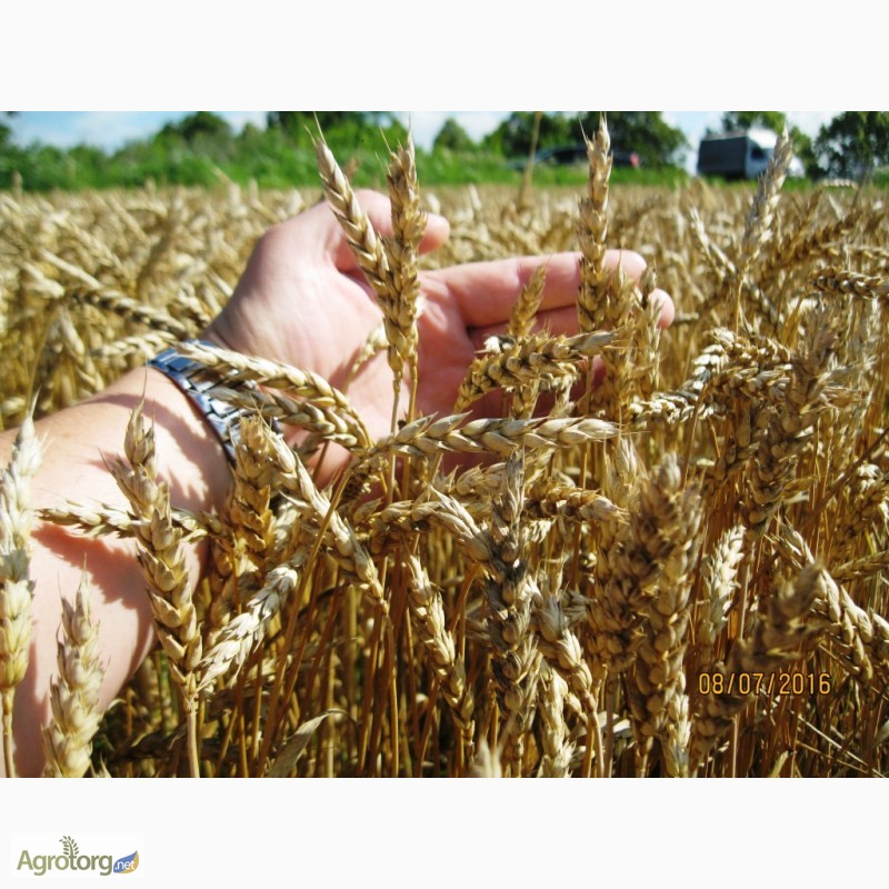 Фото 2. Пшениця дворучка Леннокс (Штрубе, Німеччина) - альтернативна пшениця для осінньо-весняного