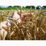 Пшениця дворучка Леннокс (Штрубе, Німеччина) - альтернативна пшениця для осінньо-весняного