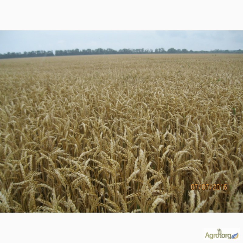 Пшениця дворучка Леннокс (Штрубе, Німеччина) - альтернативна пшениця для осінньо-весняного