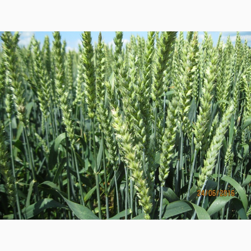 Фото 5. Пшениця дворучка Леннокс (Штрубе, Німеччина) - альтернативна пшениця для осінньо-весняного