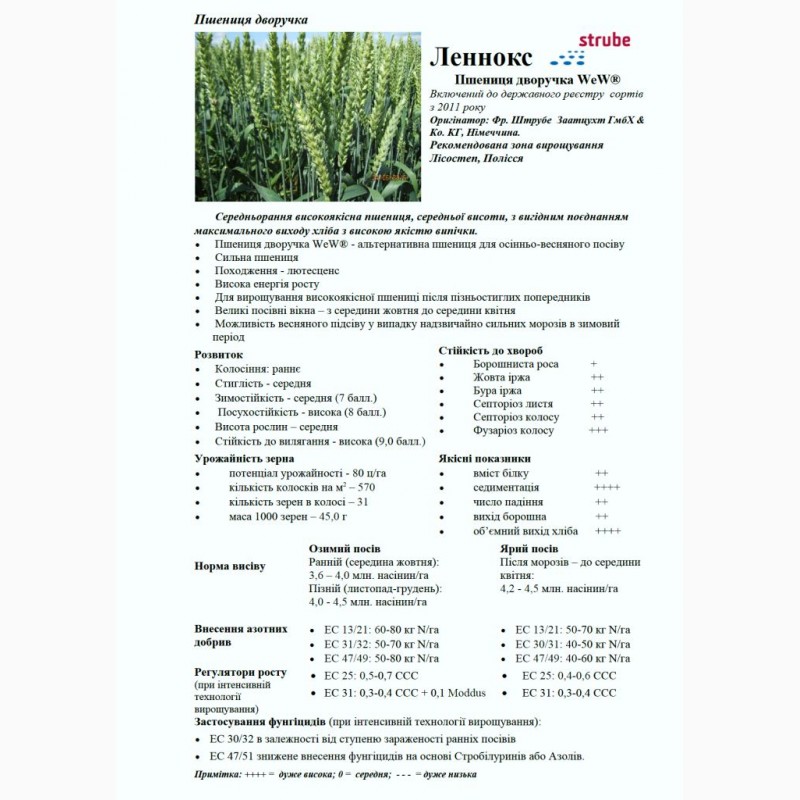 Фото 7. Пшениця дворучка Леннокс (Штрубе, Німеччина) - альтернативна пшениця для осінньо-весняного