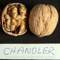 Саженцы ореха Chandler