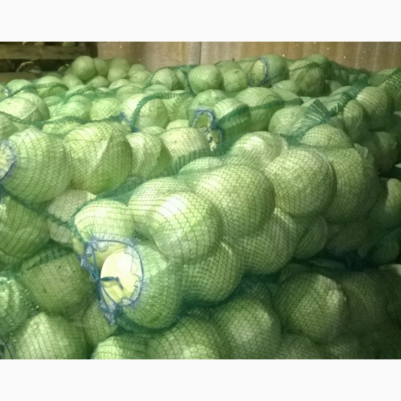 Фото 2. Продам капусту белокачанную, пекинскую от 5 тон